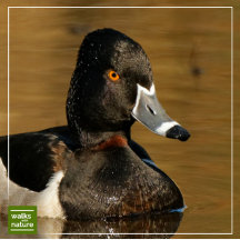 WWN Ducks (Ring-Necked)