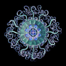 Colorful Nature Inspired Ernst Haeckel