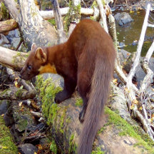 Pine Marten of Scotland Gift Ideas