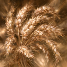 Golden Wheat