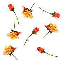 Garden Party Orange Roses