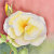 Galaxes_Gallery