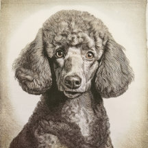 Elegant Companions – Poodle Gifts & Art
