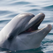 Dolphin Splash Birthday Theme