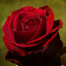 Textured Rose Collection