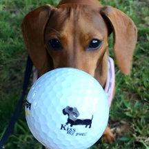 Dachshund Sports Accessories & Gear