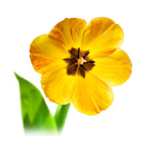 Tulips Pretty Little Notes