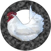 White Rooster