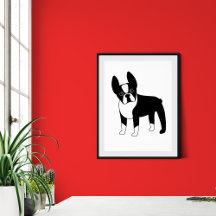 Boston Terriers