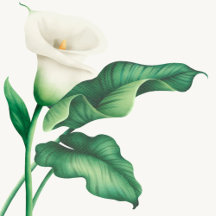 Watercolor Lilly Flower Baby Shower