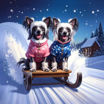 Chinese Crested Sled Ride