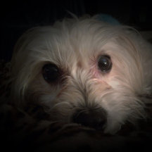 Rescue Me Artwork Collection