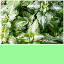 Pastel Mint Solid Color