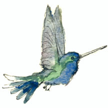 Hummingbird products