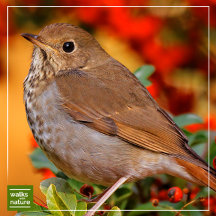 WWN Thrushes (Hermit)