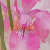 ThePetalPapeterie