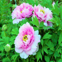 Elegant Pink Tree Peony Flowers with Yellow Center