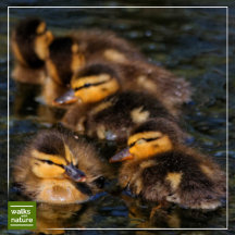 WWN Ducks (Mallards)