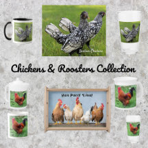 CHICKENS AND ROOSTERS COLLECTION