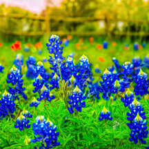 Texas Bluebonnet Field & Orange Indian Paintbrush