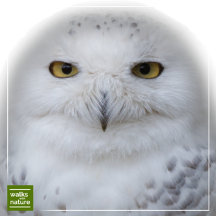 WWN Owls (Snowy)