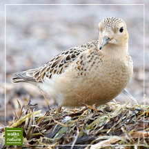 WWN Shorebirds (Buff-Breasted Sandpipers)