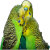 budgies, parrots and canaries