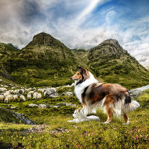 Rough Collies in the Scottish Highlands