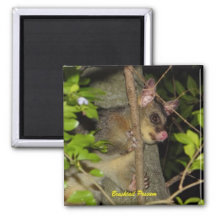 Australian Wildlife Magnets