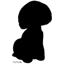 toy poodle