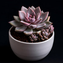 Living Rosettes