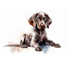 German Shorthaired Pointer