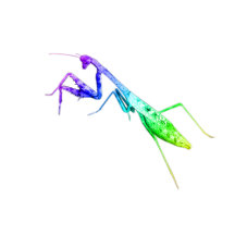 Mantids