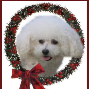 Bichon Frise Weihnachten