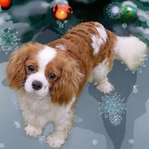 Cavalier King Charles Spaniel Weihnachtsgeschenke Feiertagskarte