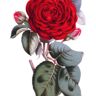 Chic Burgund Rote Rose. Blossom Nature Wedding Einladung