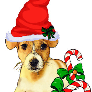 Niedlicher Jack Russell Terrier Weihnachten