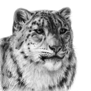 HandGezeichnet Snow Leopard Poster