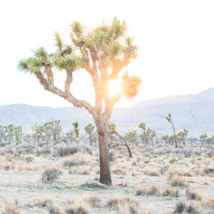 Foto Joshua Tree Boho Wedding Speichern Sie das Da Save The Date