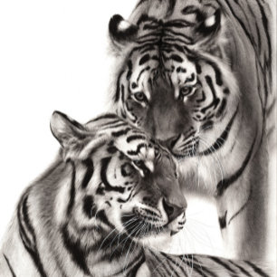 Touch - Handgemalte Tigerarmaturen Postkarte