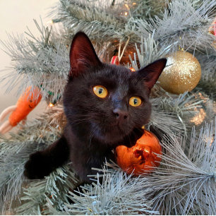 Black Cat Frohe Weihnachten Dankeskarte