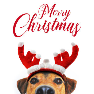 Christmas Dog Funny Niedlich Reindeer Antler Headb Feiertagspostkarte