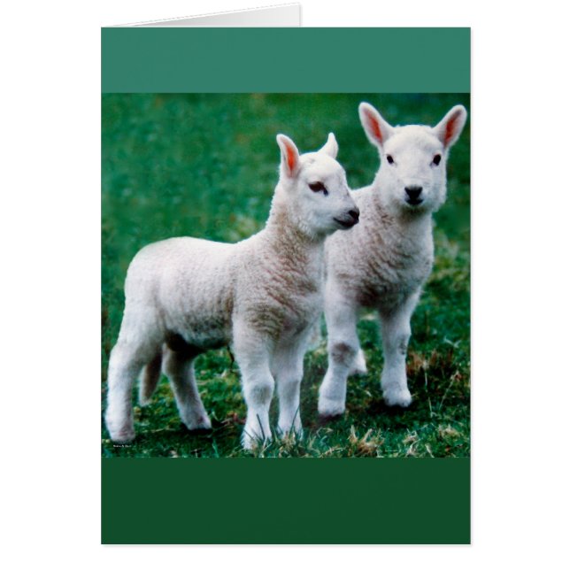 Sven & Ole Card (Vorne)