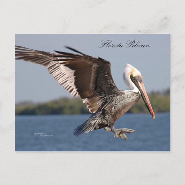 SW Florida Pelican Postcard Postkarte (Vorderseite)