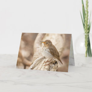 Swainson-Thrush Karte