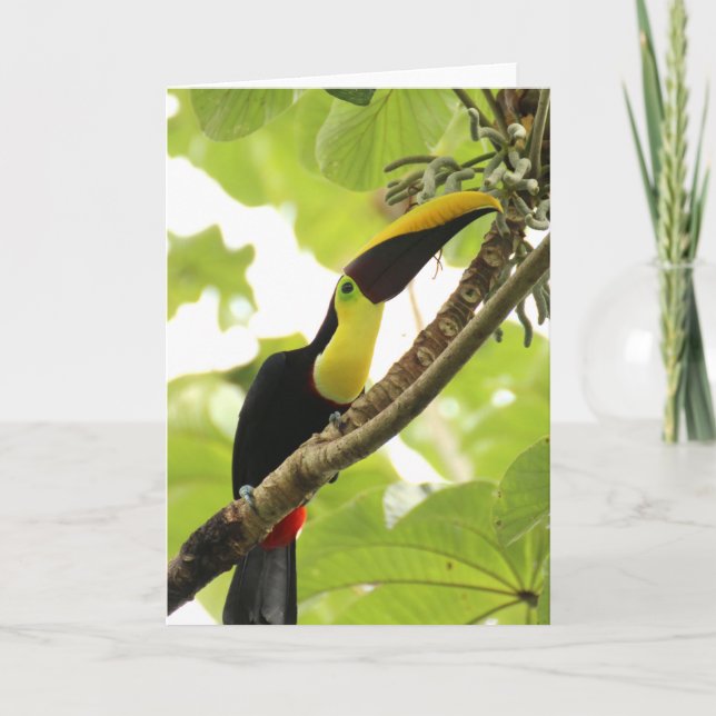 Swainson Toucan Exotic Bird Karte (Vorderseite)