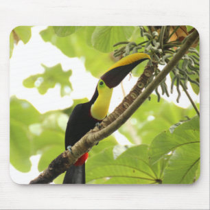 Swainson Toucan Exotic Bird Mousepad