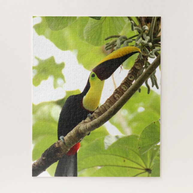 Swainson Toucan Exotic Bird Puzzle (Vertikal)