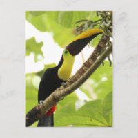 Swainson Toucan