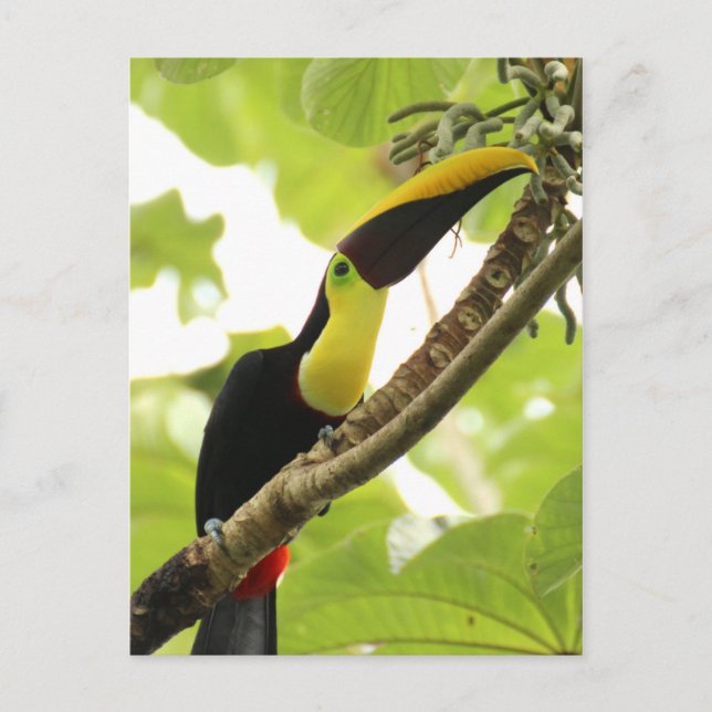 Swainson Toucan Postkarte (Vorderseite)